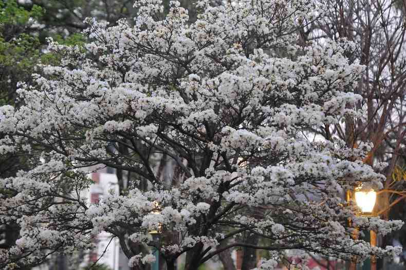 Ip branco da Praa da Liberdade comeou a florescer nesta semana