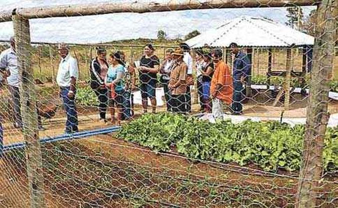 Na nova estrutura, o alimento dado às galinhas é obtido do resíduo das hortaliças e as fezes servem de adubo(foto: Emater/Divulgação) Na nova estrutura, o alimento dado às galinhas é obtido do resíduo das hortaliças e as fezes servem de adubo(foto: Emater/Divulgação)
