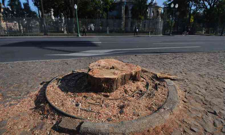 Tronco de rvore cortada em frente ao Palcio da Liberdade para dar espao a uma faixa de trnsito. Ao provocou revolta entre moradores (foto: Leandro Couri/EM/DA Press)