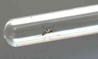 Doena  transmitida pelo mesmo vetor da dengue, o Aedes aegypti(foto: Venilton Kuchler/ANPr/Fotos Pblicas)