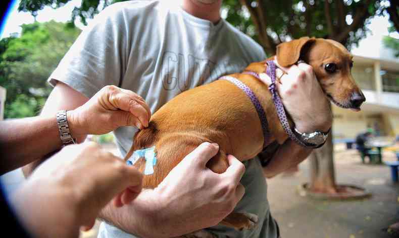 Cachorro no colo do dono recebendo vacina. 