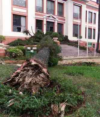 rvore tinha cerca de 80 anos(foto: Colgio Sagrado Corao de Maria/ Divulgao )