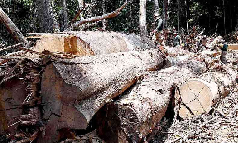 rvores derrubadas em rea de desmatamento ilegal na Amaznia