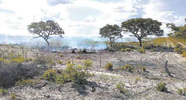 Corte ilegal de rvores em Minas cresceu 23% nos dois ltimos anos. Alm do desmatamento, o cerrado sofre com incndios criminosos(foto: Mrio Lcio/divulgao)