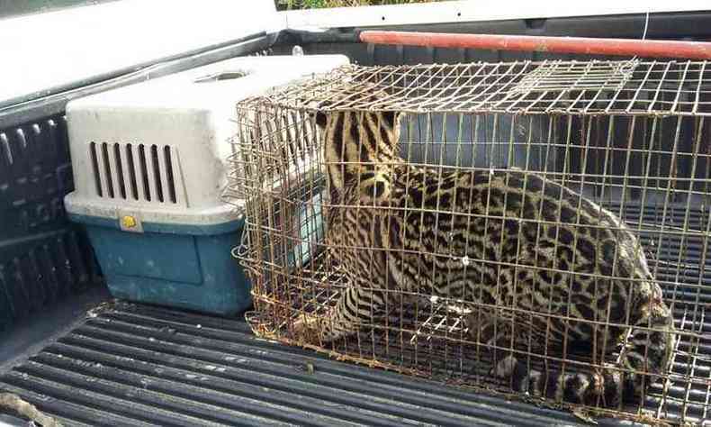 Animal ficou preso em uma gaiola e foi levado a um centro de triagem especializado na sede do Ibama(foto: Polcia Militar/Divulgao)