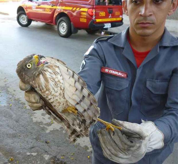 O gavio-carij  encontrado em diferentes ambientes de todo o Brasil e come aves menores(foto: Assessoria de Comunicao do 7 BBM)