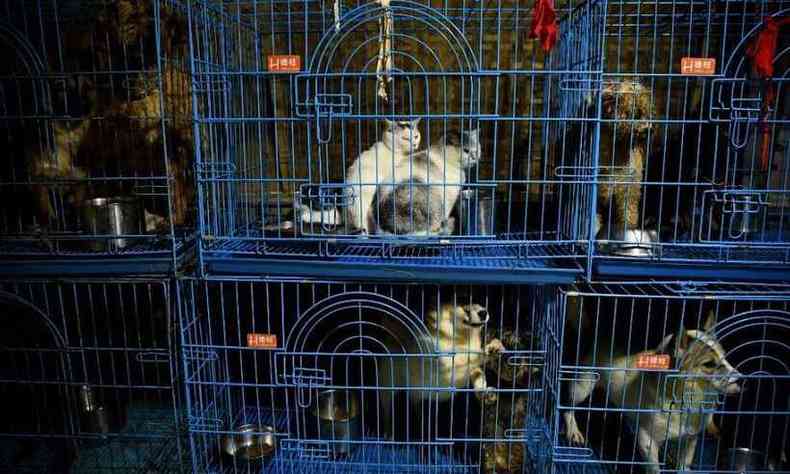 Animais vivem em pequenas gaiolas e muitos criticam a situao (foto: NOEL CELIS / AFP)