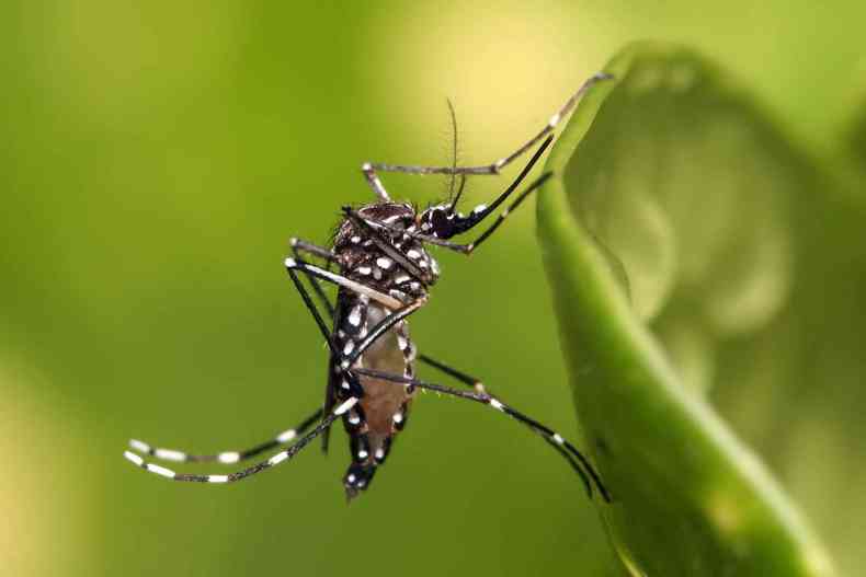 Mosquito Aedes Aegypti