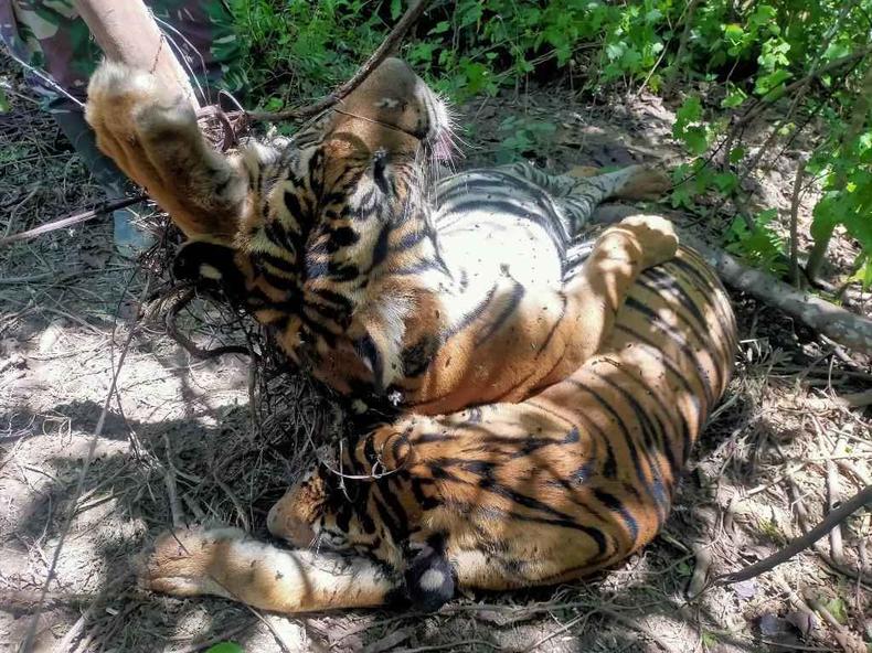 (foto: Handout / INDONESIAN POLICE / AFP) carcaças de tigres mortos na Indonésia