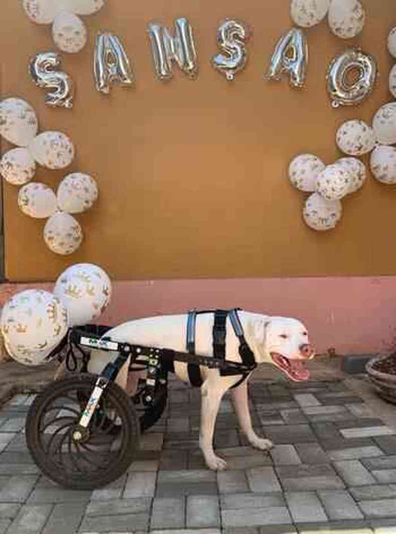 O pitbull Sanso, que teve as duas patas traseiras decepadas ganhou uma cadeira de rodas(foto: Arquivo pessoal)