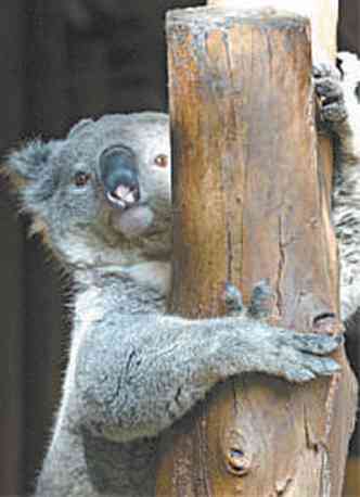 Cientistas descobriram nos coalas um órgão fora da caixa vocal altamente incomum(foto: JOE KLAMAR/AFP %u2013 23/3/13)
