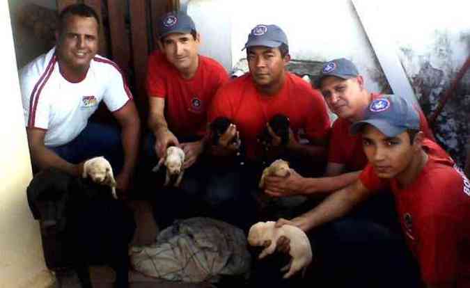 Os bombeiros demoraram cerca de 2 horas para faze ro resgate dos filhotes de labrador(foto: Divulgao/Corpo de Bombeiros)