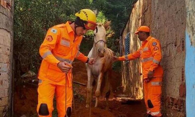 Animal foi resgatado sem ferimentos graves e entre ao proprietário(foto: CBMMG/DIvulgação) égua resgatada pelo corpo de bombeiros