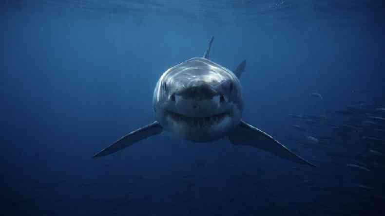 Grande predador, tubarão está no topo de cadeia alimentar e, por isso, nível de toxicidade de sua carne é maior