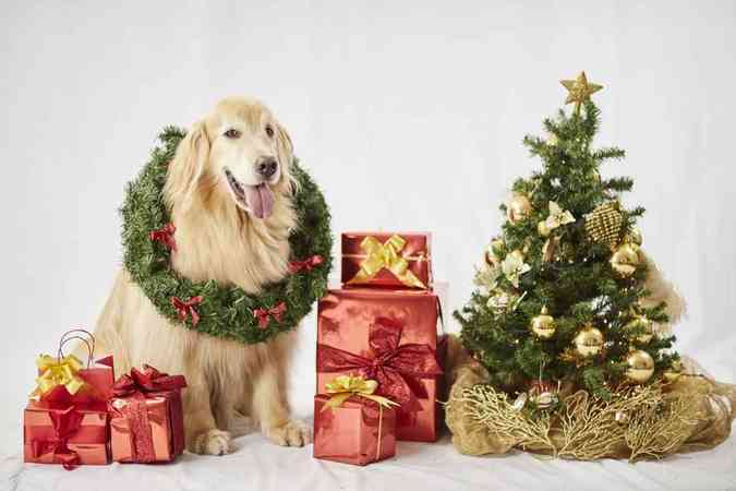 Pets viram estrelas em ensaio fotográfico de Natal - Mundo Pet