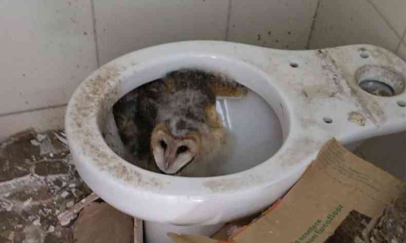 Uma das corujas estava no vaso sanitrio do apartamento em obras(foto: Corpo de Bombeiros/Divulgao)