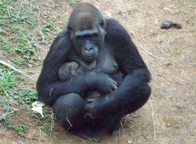 Filhote ainda vai ficar um longo perodo no colo da me(foto: Fundao Zoo-botnica de Belo Horizonte)