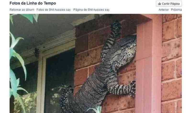 O animal se trata de um lagarto monitor, que pode crescer at 2m e pesar quase 45 kg(foto: Reproduo/Facebook )