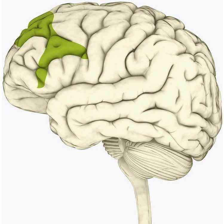 Ilustração do cérebro