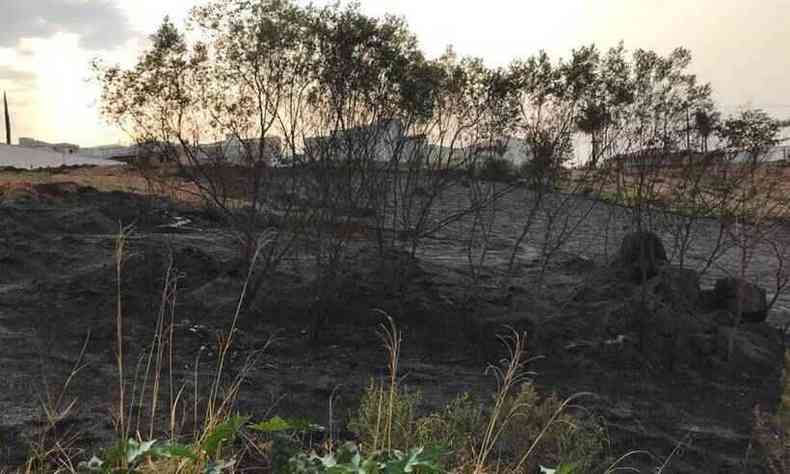 Fogo destruiu rea de vegetao prximo s casas(foto: Paulo Torres/Divulgao)