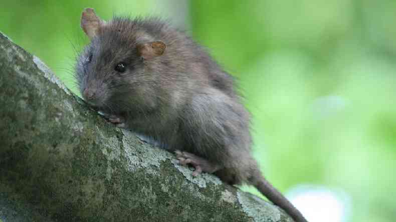 Os ratos se multiplicam ainda mais rpido quando aquecidos e bem alimentados nos trpicos(foto: Graham Carroll/USGS)