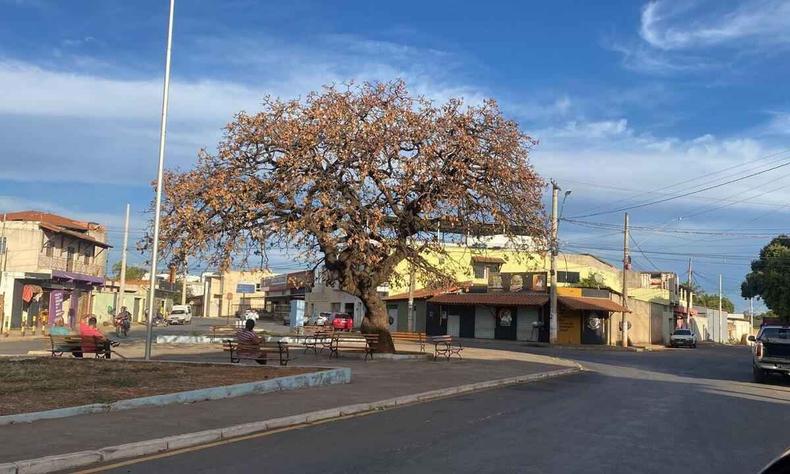 Pequizeiro quase centenário morreu misteriosamente em Bocaiuva(foto: Pref. Bocaiuva/Divulgação) Foto mostra pé de pequi seco e morto em praça
