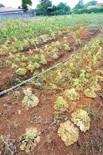 Plantao de alface em Mrio Campos sofre com o excesso de sol: caixa que era vendida por R$ 13 ultrapassou R$ 25(foto: Beto Magalhes/EM/D.A Press)