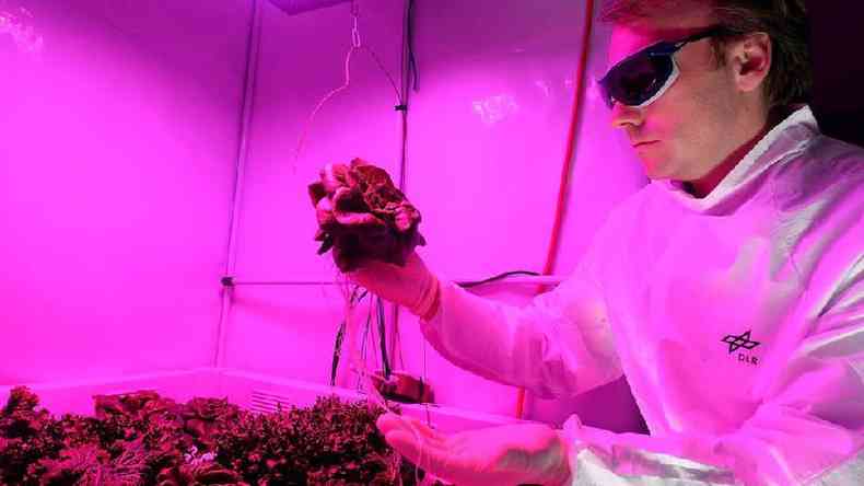 Enquanto a Nasa j achou uma boa candidata para cultivo no espao, a Agncia Espacial Europeia tambm est realizando experimentos com folhas