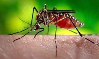 Trabalho conjunto dos institutos Oswaldo Cruz, Evandro Chagas e Pasteur, da Frana, demonstra que o Aedes aegypti tem grande capacidade de propagar a virose (foto: Agncia Par - 11/1/17)