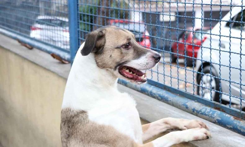 Cachorro visto pela lateral, apoiado com a duas patas em uma mureta e olhado para a rua por meio de uma grade
