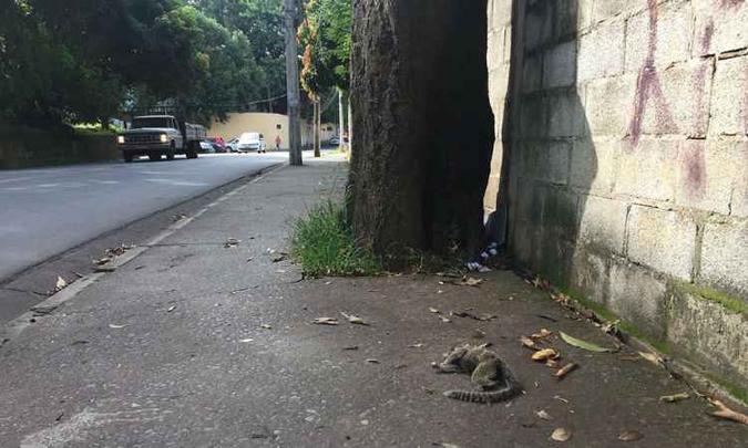 Primata estava na Rua Paulo Piedade Campos e foi recolhido(foto: Meu Bairro Buritis/Reprodução) Primata estava na Rua Paulo Piedade Campos e foi recolhido(foto: Meu Bairro Buritis/Reprodução)