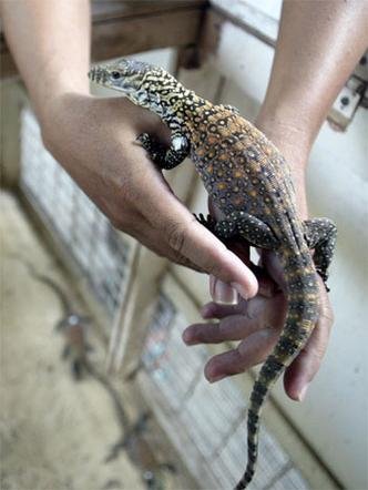 (foto: AFP PHOTO / JUNI KRISWANTO )