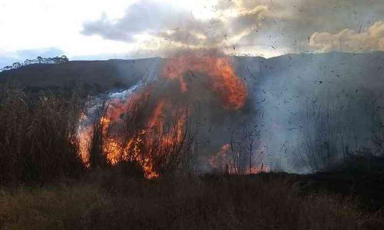 Incndio destruiu rea equivalente a 42 campos de futebol(foto: Divulgao/ Corpo de Bombeiros)