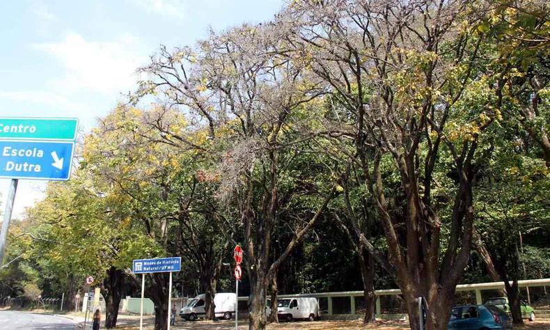 largo das arvores sapucaias em bh