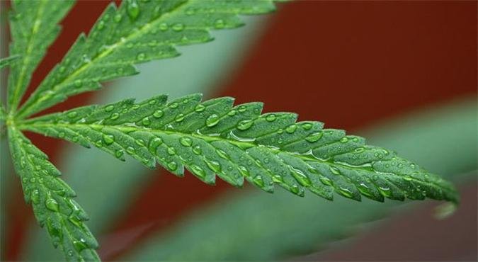 Estima-se que 20.000 pessoas consumam regularmente maconha neste pequeno pa�s de 3,2 milh�es de habitantes(foto: David McNew/Getty Images/AFP)