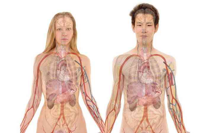 ilustrao do corpo humano feminino e masculino mostrando os rgos, destaque para os rins