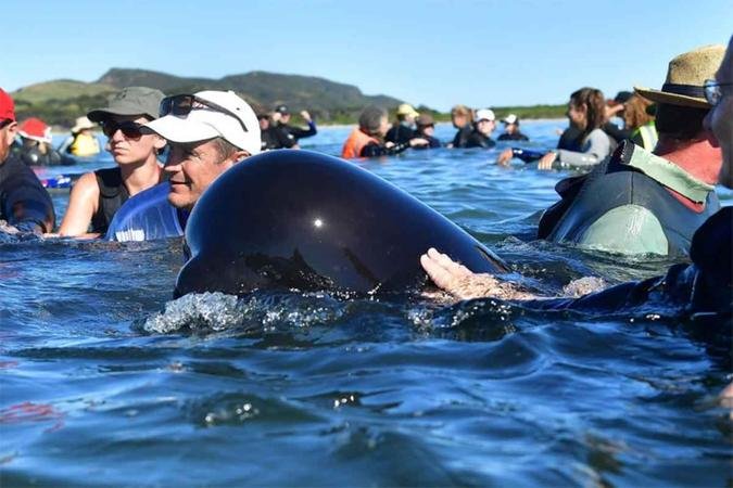 Centenas de baleias morrem encalhadas na costa da Nova Zel�ndia, apesar dos esfor�os dos volunt�rios para devolv�-las ao marMarty Melville