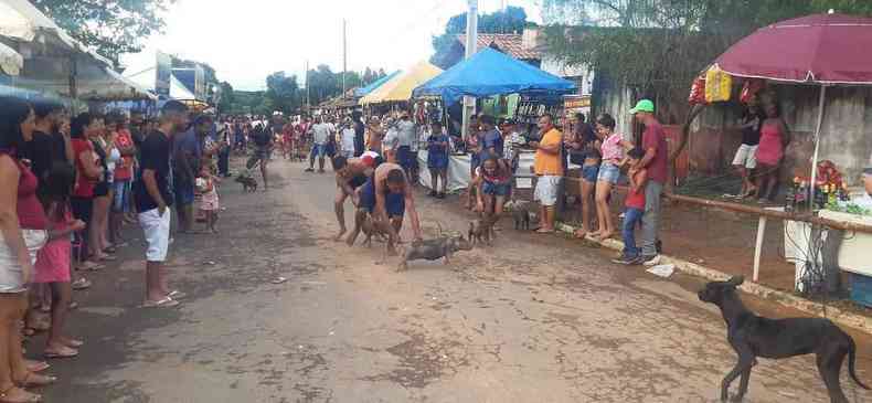foto mostra corrida de porco em Alto Belo