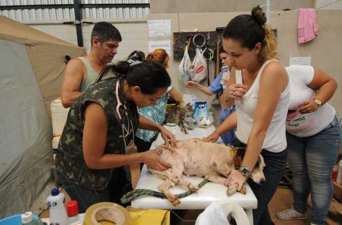 Cães e outros animais recebem atenção no centro de recuperação(foto: Jair Amaral/EM/D.A.Press) Cães e outros animais recebem atenção no centro de recuperação(foto: Jair Amaral/EM/D.A.Press)