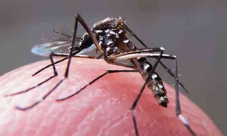 Mosquito Aedes Aegypti  transmissor da dengue, febre chikungunya e zika vrus (foto: Rafael Neddermeyer / Fotos Publicas)