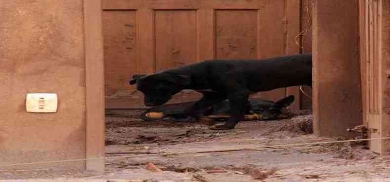 Cachorros flagrados h uma semana pelo EM continuam em viglia nos restos de um dos imveis de Paracatu de Baixo. Sem o que comer, muitos dos ces tm matado aves(foto: Ramon Lisboa/EM/D.A Press)
