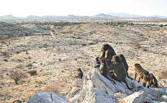 Grupo de babuínos: os mais retraídos têm dificuldade de aprender e também de realizar novas tarefas(foto: ALECIA CARTER/TSAOBIS BABOON PROJECT %u2013 4/9/12) Grupo de babuínos: os mais retraídos têm dificuldade de aprender e também de realizar novas tarefas(foto: ALECIA CARTER/TSAOBIS BABOON PROJECT %u2013 4/9/12)