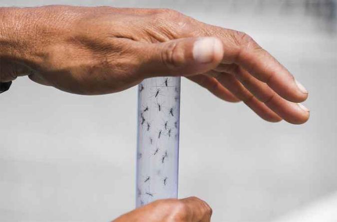 Disseminação do vírus da doença que causa dores intensas é nova preocupação trazida pelo Aedes, que precisa ser combatido(foto: APU Gomes/AFP) Disseminação do vírus da doença que causa dores intensas é nova preocupação trazida pelo Aedes, que precisa ser combatido(foto: APU Gomes/AFP)