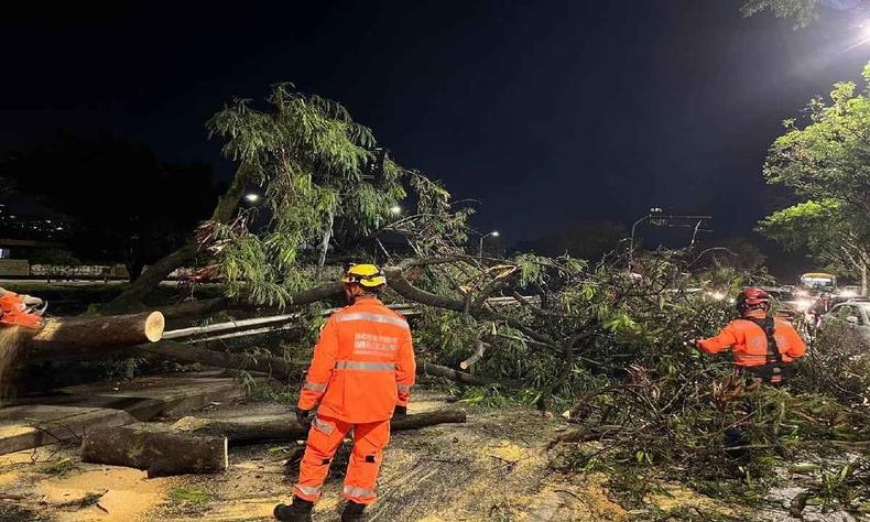 Imagem mostra equipe dos bombeiros removendo rvore caida na rua