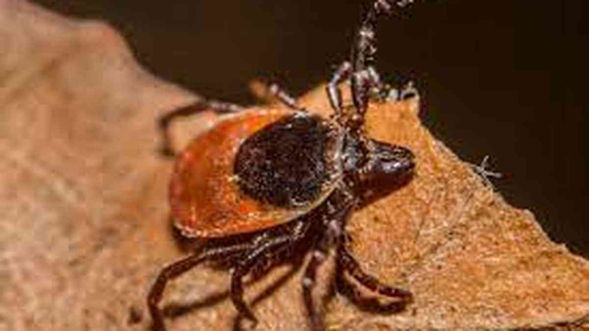 The United Kingdom records its first case of a rare tick-borne virus