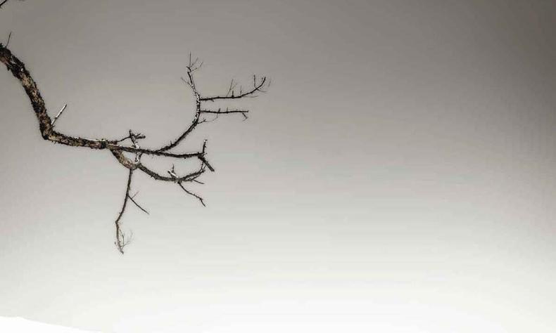 Fotógrafa apurou seu olhar para a sutileza dos detalhes do mundo(foto: Luciana Rennó/divulgação) Ponta de um galho fotografada por Luciana Rennó