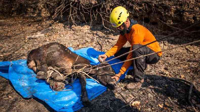 Voluntrios do GRAD resgatam um bezerro com as quatro patas queimadas.