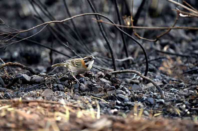 rea queimada na Serra do Rola-Moa(foto: Gladyston Rodrigues/EM/D.A Press)