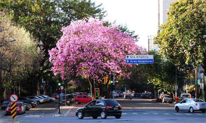 Espécie mais abundante da capital, a variedade de tons rosados floresce depois de ondas de frio e empresta sua beleza a todas as regionais da cidade. Segundo urbanista, disposição obedece a projeto paisagístico(foto: Gladyston Rodrigues/EM/D.A Press) Espécie mais abundante da capital, a variedade de tons rosados floresce depois de ondas de frio e empresta sua beleza a todas as regionais da cidade. Segundo urbanista, disposição obedece a projeto paisagístico(foto: Gladyston Rodrigues/EM/D.A Press)