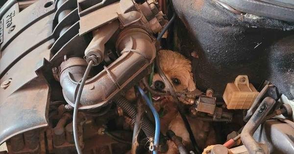  Vídeo: cachorro persegue gato e fica preso em motor de carro 